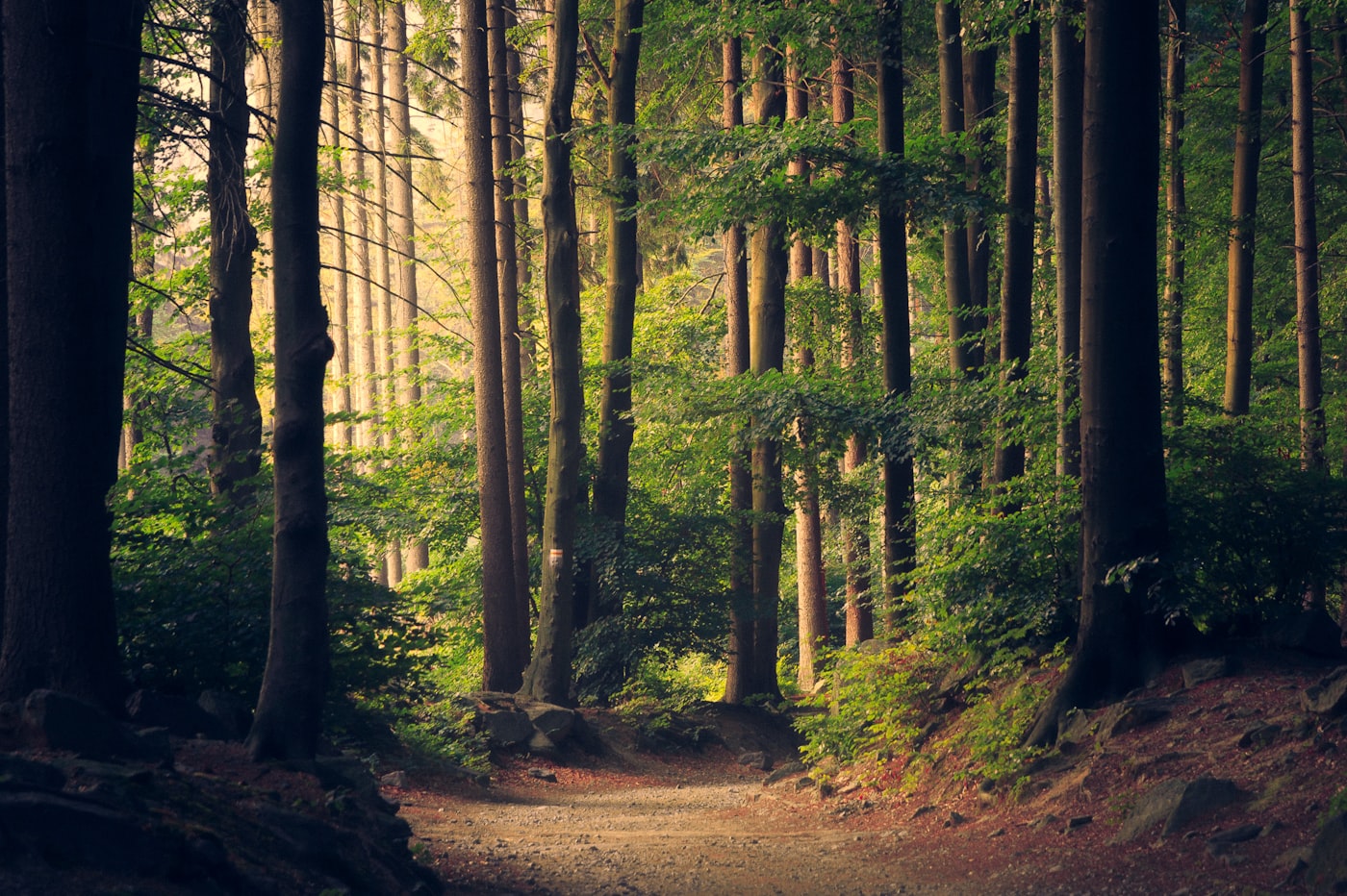 A forest river in Tasmania